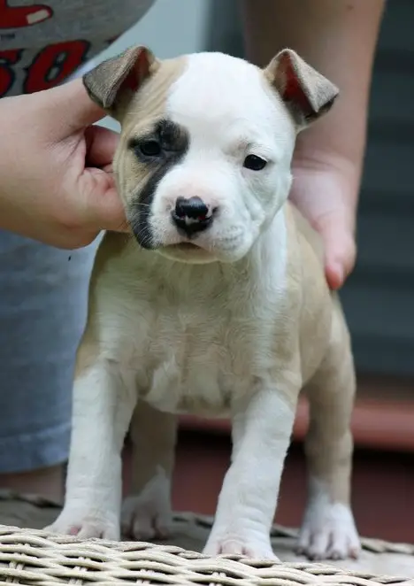American Staffordshire Terrier puppies for sale.